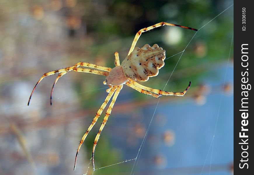 Threatening spider obfuscating his net