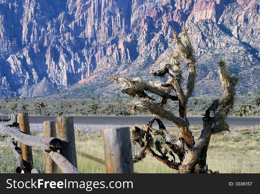 Yucca tree and fence post taken in Red Rock Canyon, Las Vegas, Nevada. Yucca tree and fence post taken in Red Rock Canyon, Las Vegas, Nevada.