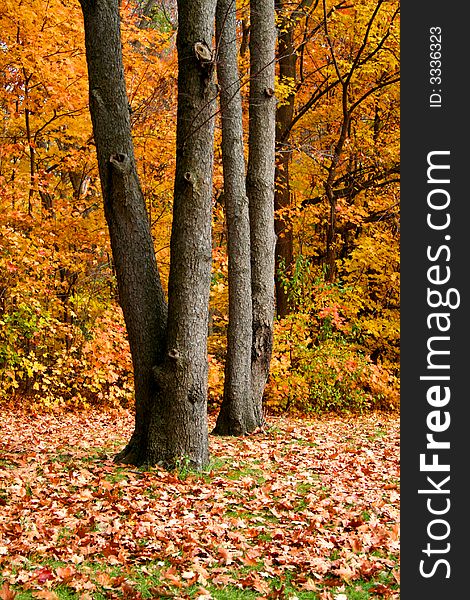 Autumn trees in a forest with brilliant color background