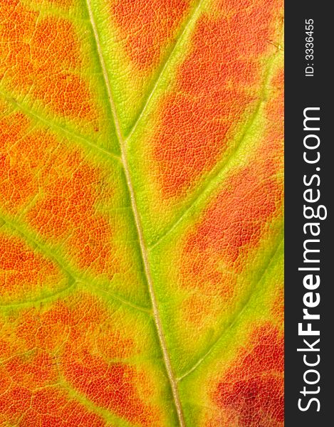 Red Maple Leaf Texture