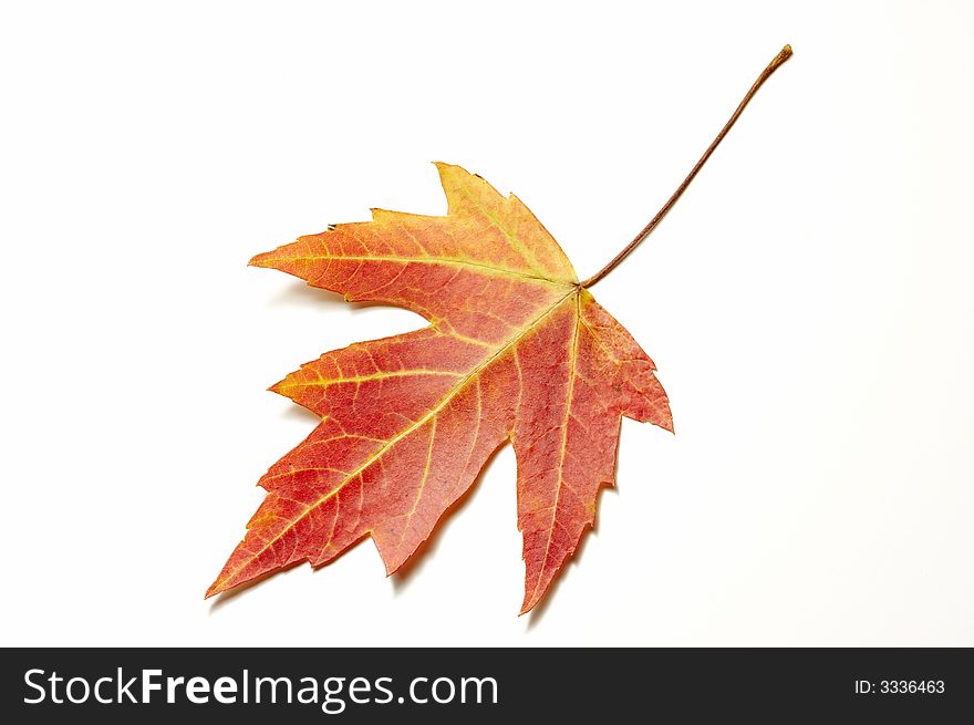 Close up of a red maple leaf on white background with shallow shadows