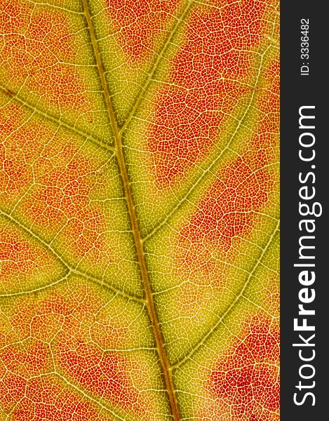 Close up of a red maple leaf texture with green and yellow lines