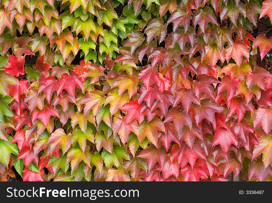 Autumn Vivid Colors Leaves Background. Autumn Vivid Colors Leaves Background