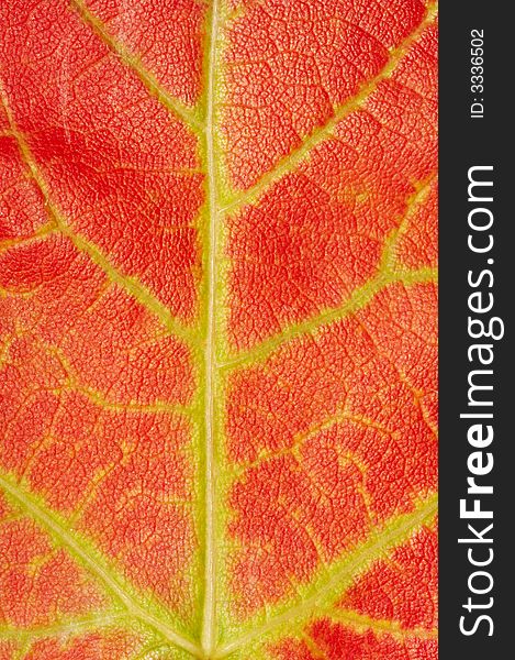 Red maple leaf texture