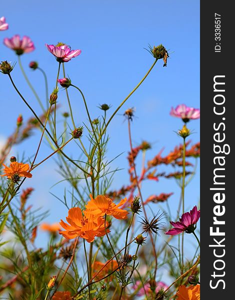 Beautiful orange and purple color flowers with blue sky background. Beautiful orange and purple color flowers with blue sky background