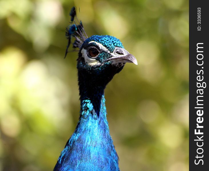 A birght, blue peacock close up. A birght, blue peacock close up.