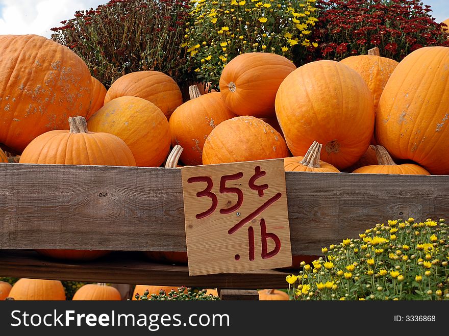 A beautiful display of pumpkins and mums for sale at a local farm in fall. A beautiful display of pumpkins and mums for sale at a local farm in fall.