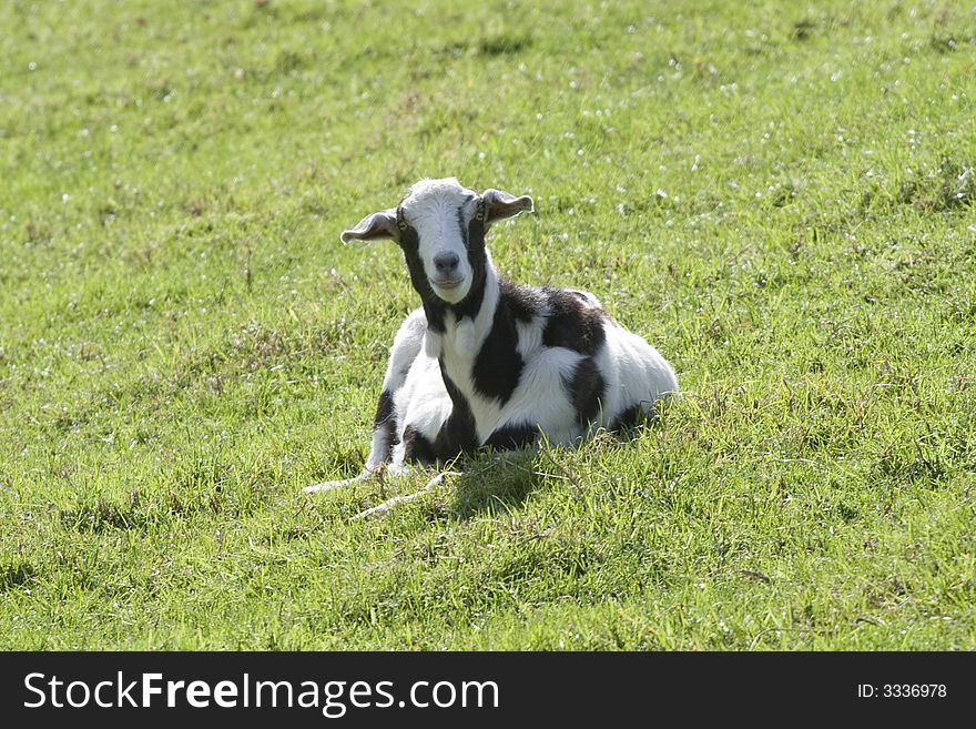 Black & White Goat in a green pasture