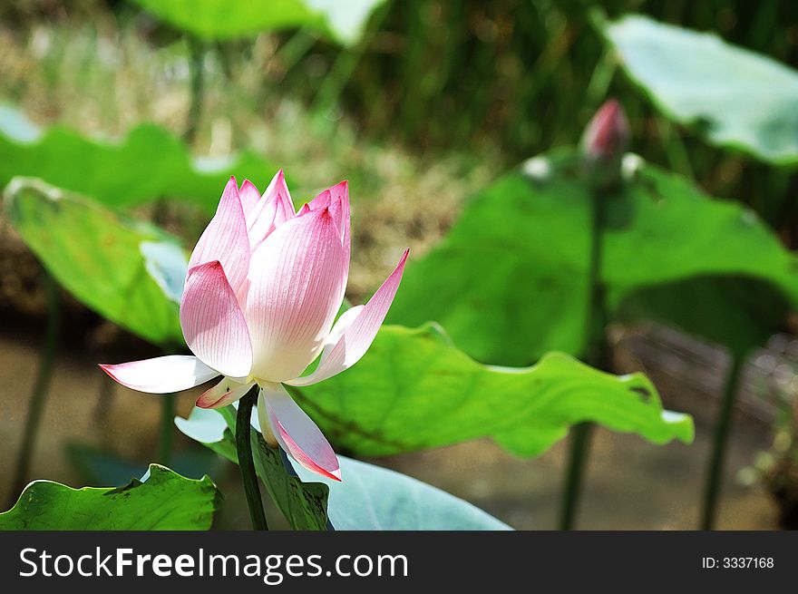 A pretty pink Lotus flower