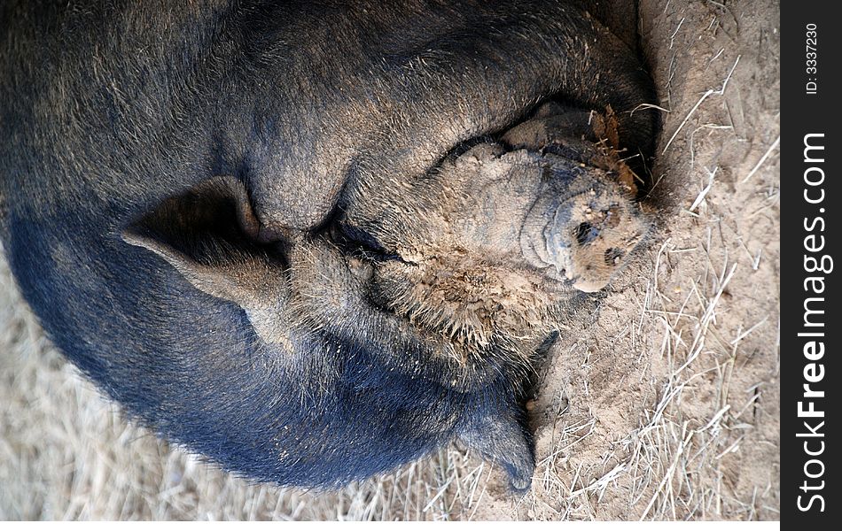 A muddy faced pot bellied pig taking a nap. A muddy faced pot bellied pig taking a nap.