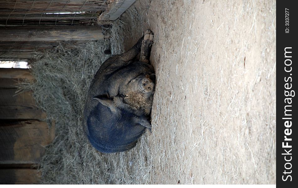 A muddy faced pot bellied pig taking a nap. A muddy faced pot bellied pig taking a nap.