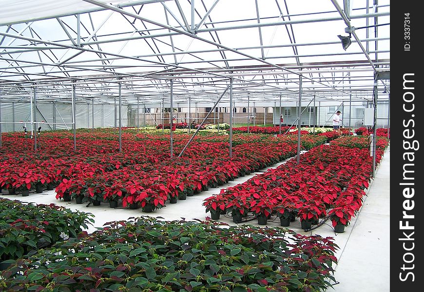 Blooming poinsettias in greenhouse waiting for Christmas. Blooming poinsettias in greenhouse waiting for Christmas.