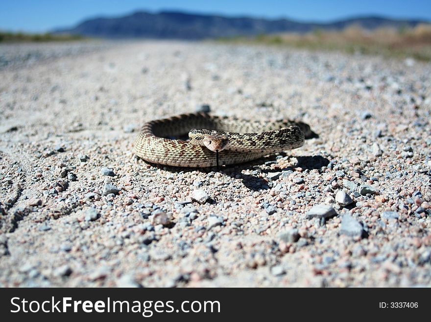Pituophis cantifer, A gopher snake holding its ground on a desert gravel road in Western Utah. Pituophis cantifer, A gopher snake holding its ground on a desert gravel road in Western Utah.