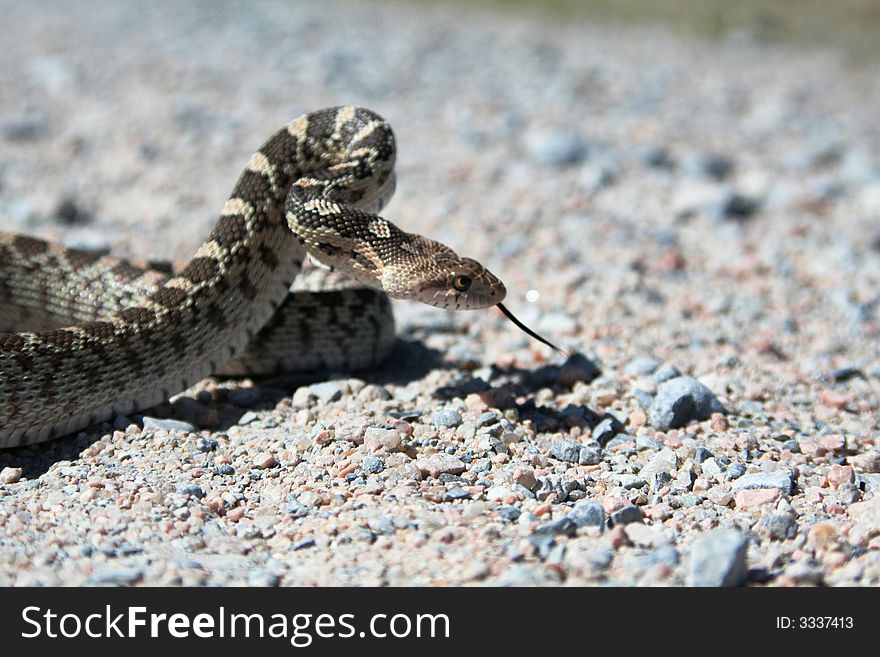 Gopher Snake searching for a target. Gopher Snake searching for a target