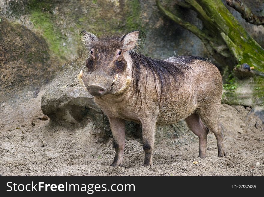 An animal that resembles a boar but its not. An animal that resembles a boar but its not