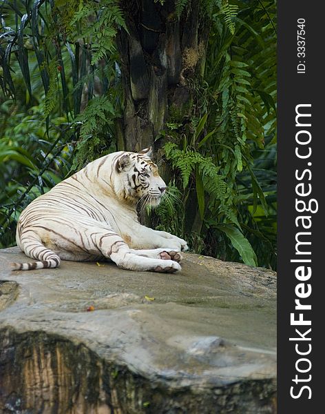 A white tiger resting on a large rock. A white tiger resting on a large rock