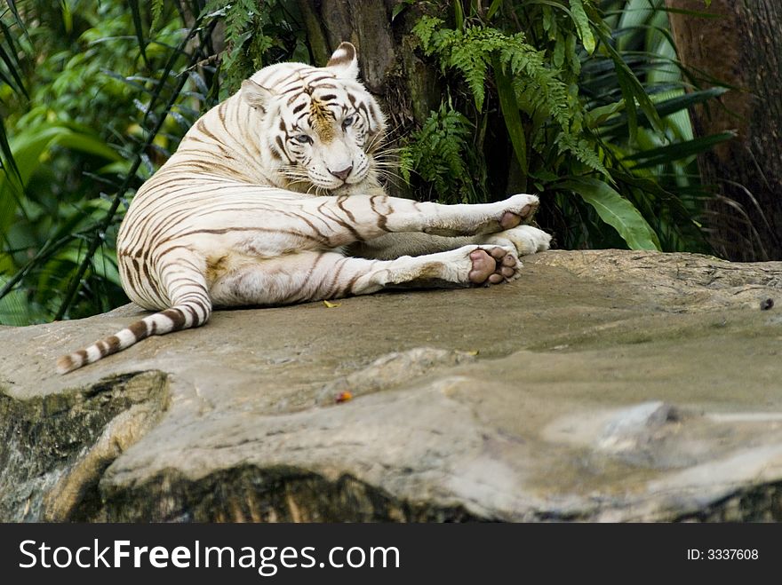 A white tiger licking itself clean. A white tiger licking itself clean