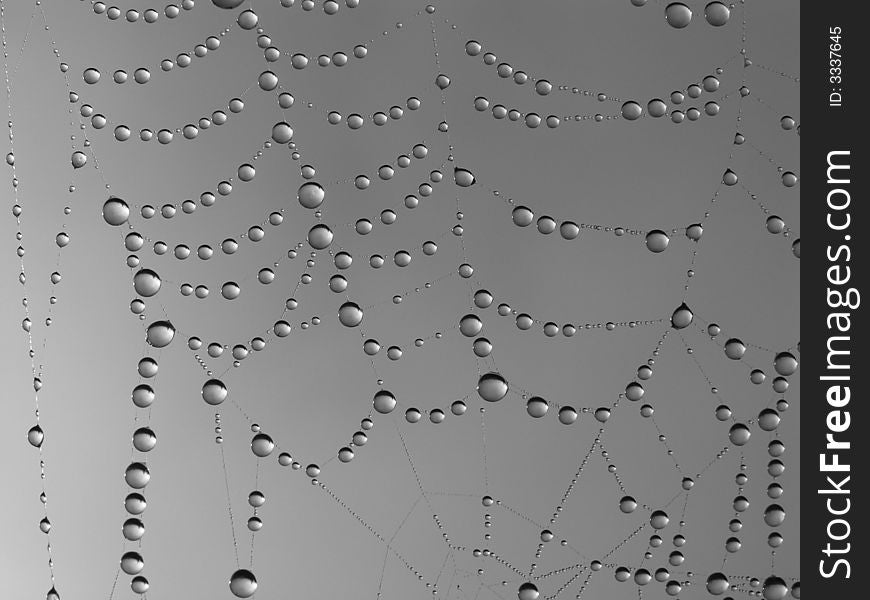 Necklace. Morning dew on a web. 5 o'clock in the morning.
