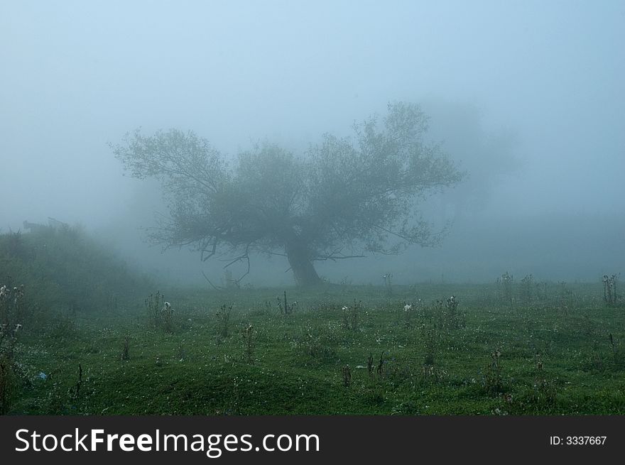 Alone tree in a fog