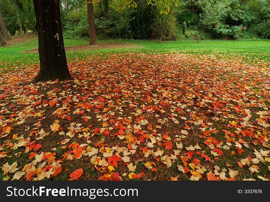 Beautiful Fall scene at the Washington Arboretum. Beautiful Fall scene at the Washington Arboretum