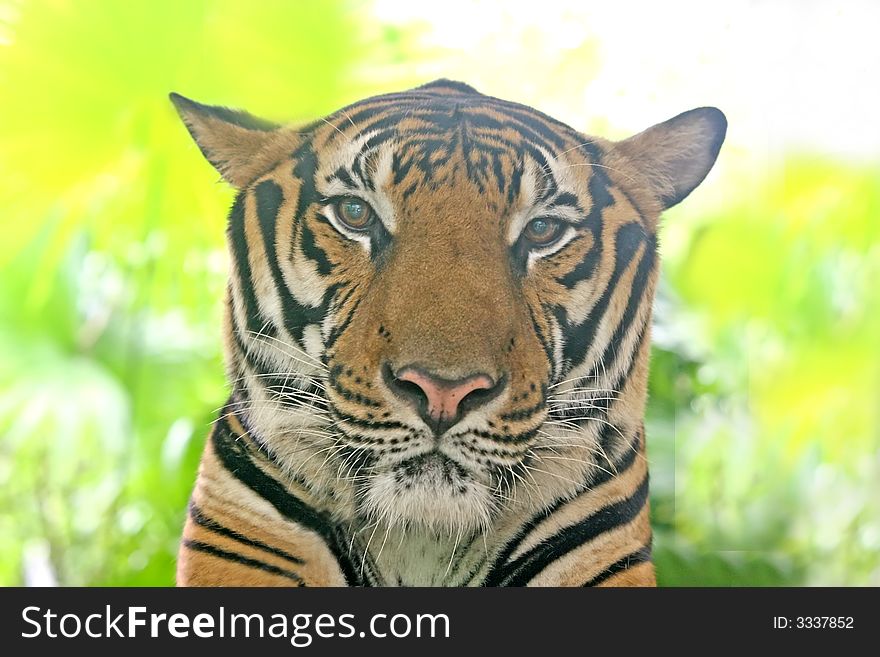 Close up of the head of a tiger