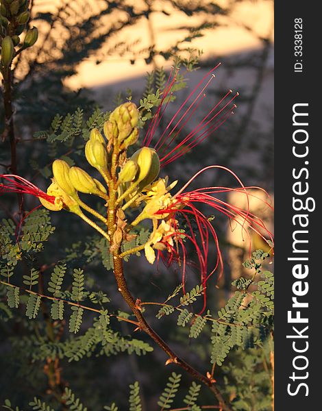 Desrt or Mexican bird of paradise in evening sun. Desrt or Mexican bird of paradise in evening sun.