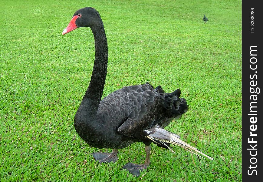 Black goose in a park of singapore