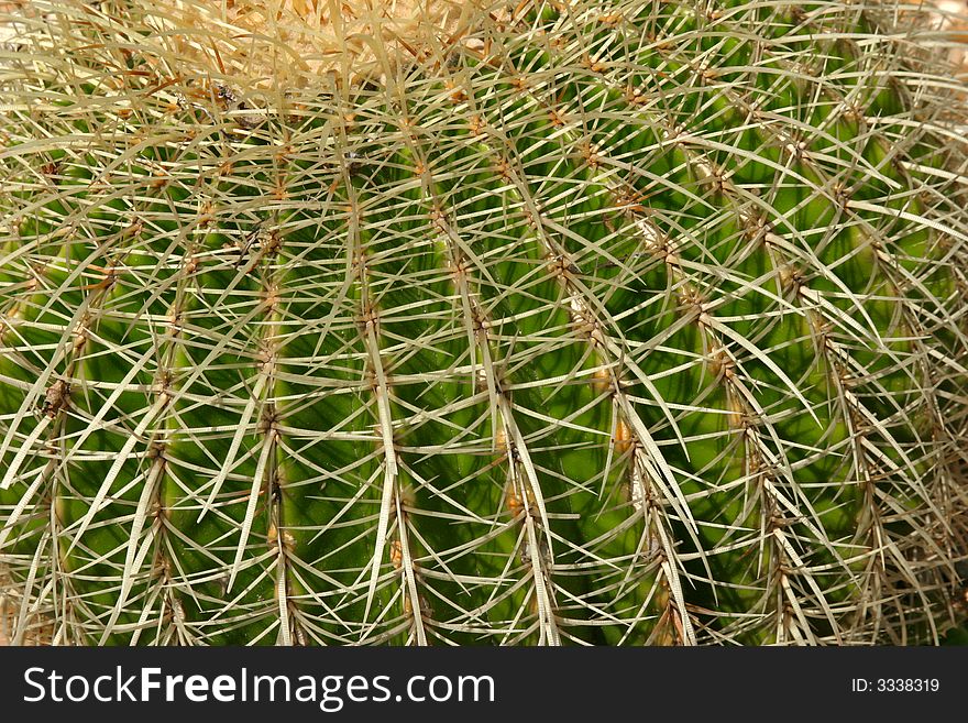 Closeup view of a round cactus with lots of spines. Closeup view of a round cactus with lots of spines