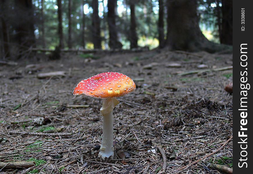 Red mushroom in the forest. Red mushroom in the forest