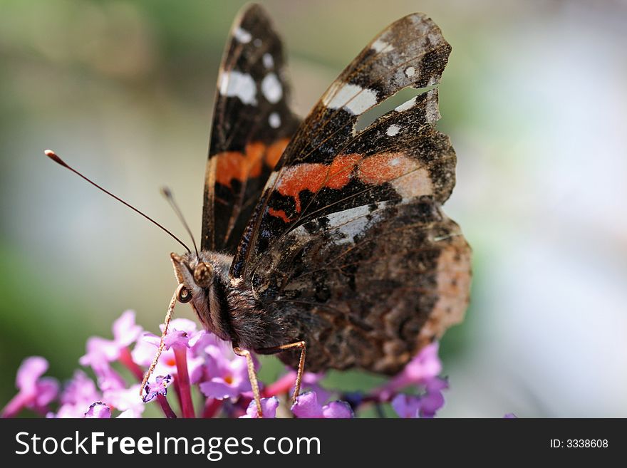 A closeup of a fragile-looking butterfly resting on some lavender flowers.
. A closeup of a fragile-looking butterfly resting on some lavender flowers.