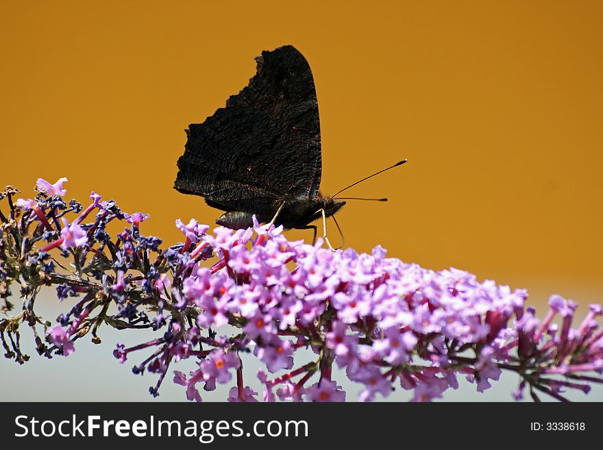 A closeup of a fragile-looking butterfly resting on some lavender flowers. A closeup of a fragile-looking butterfly resting on some lavender flowers