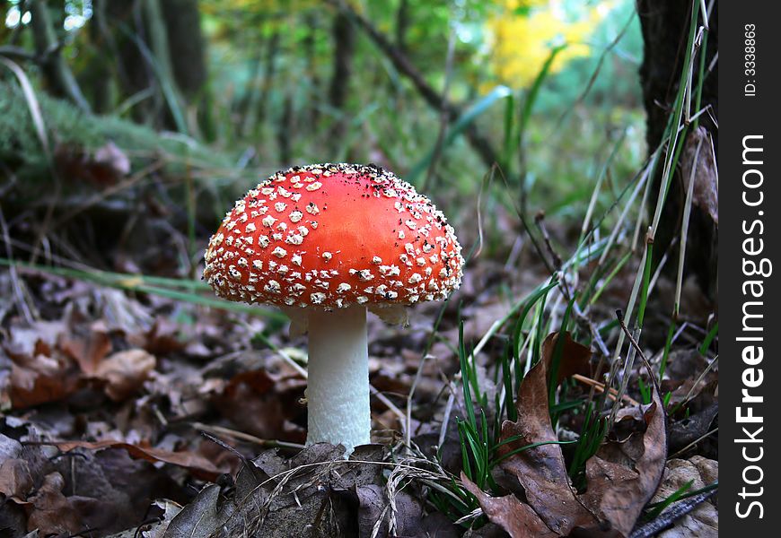 Red mushroom in the forest. Red mushroom in the forest