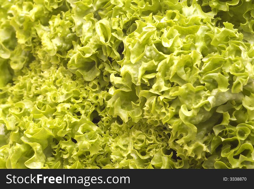 Fresh lettuce background green bio