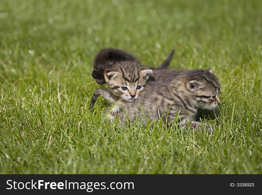 Small young cat portrait on green grass. Small young cat portrait on green grass