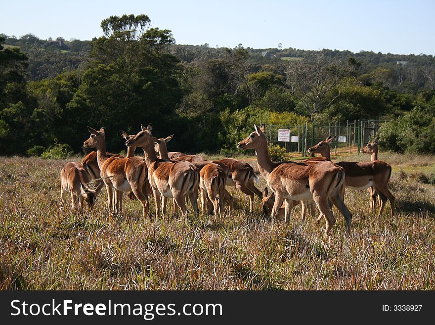 A herd of impala's at a game farm in South africa. A herd of impala's at a game farm in South africa