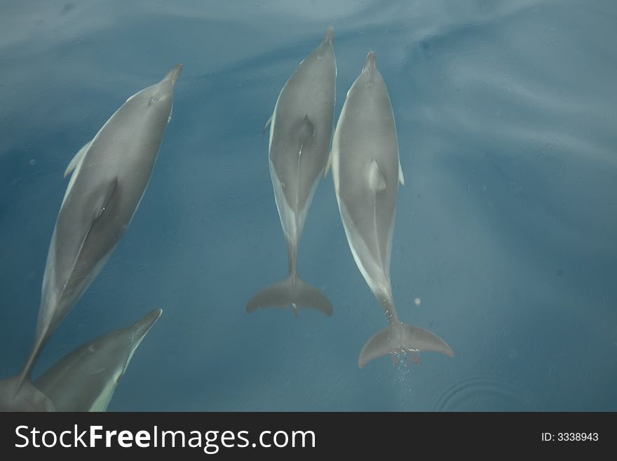 A small pod of dolphins swimming just off the coast of Spain. A small pod of dolphins swimming just off the coast of Spain