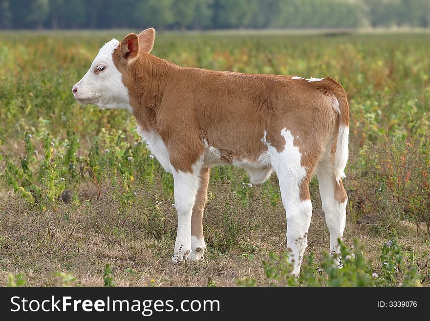 Cute young calf on meadow