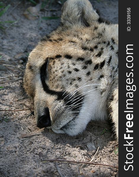 A beautiful cheetah sleeping on the ground after a long day. A beautiful cheetah sleeping on the ground after a long day