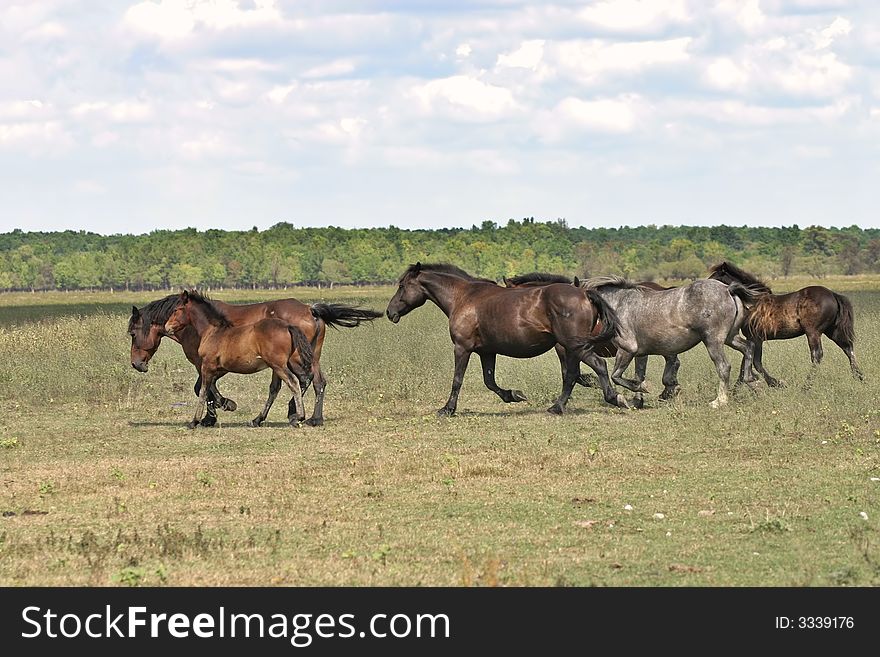 Running horses in the field