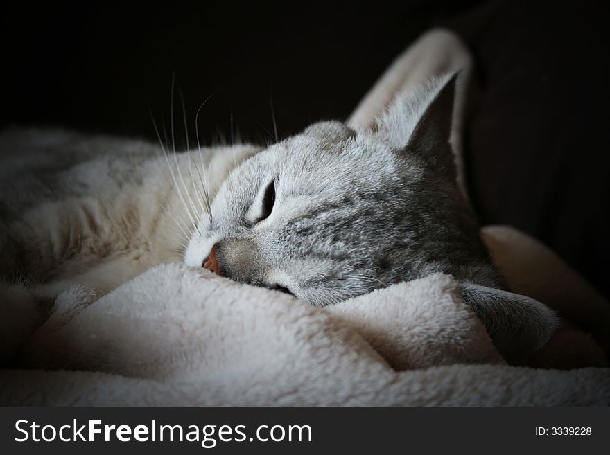 A british shorthair race cat. A british shorthair race cat