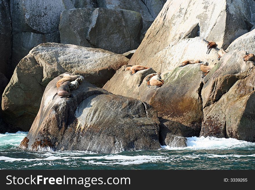 Seals resting on rocky ground in Alaska. Seals resting on rocky ground in Alaska.