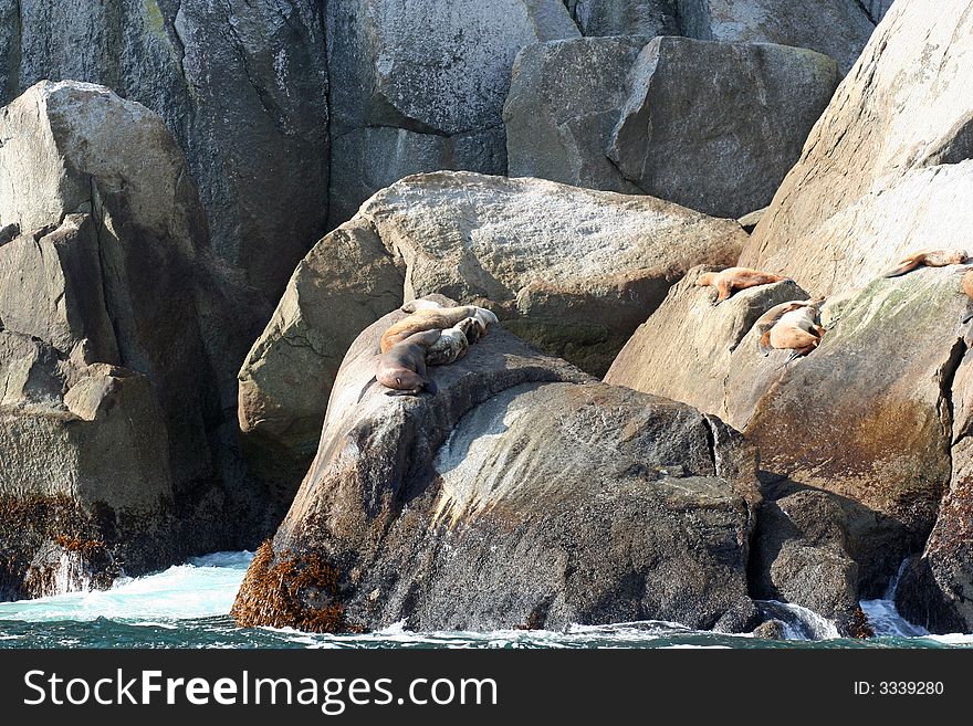 Seals resting on rocky ground in Alaska. Seals resting on rocky ground in Alaska.