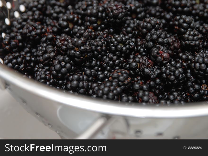 Colander or sieve full of freshly picked wild blackberries. Colander or sieve full of freshly picked wild blackberries