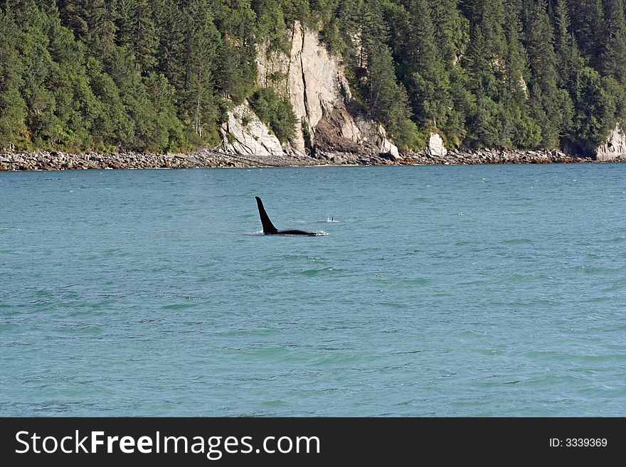 Whale off the coast of Alaska.