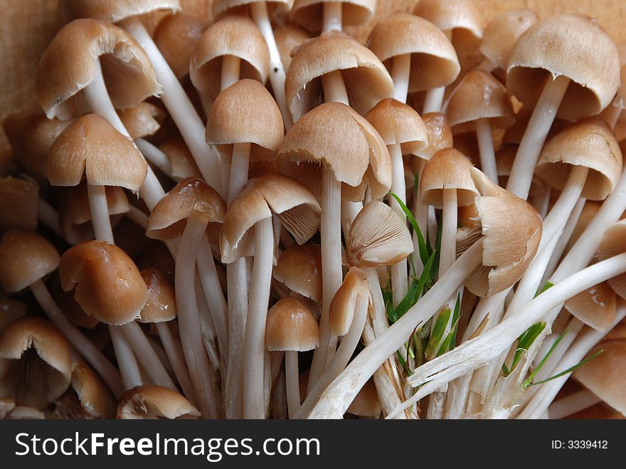 Wild Mushrooms From Nature