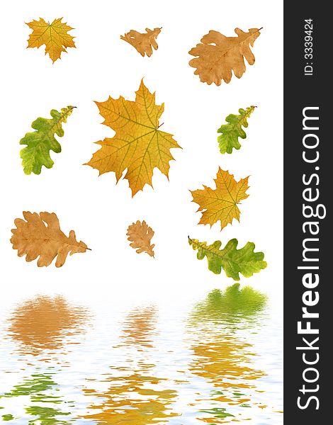 Multi-coloured autumn leaves on a white background and their reflection in water.