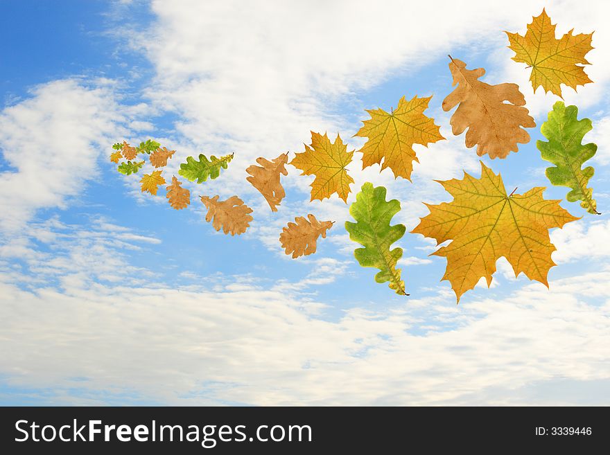 Flying multi-coloured leaves on a background of the sky.