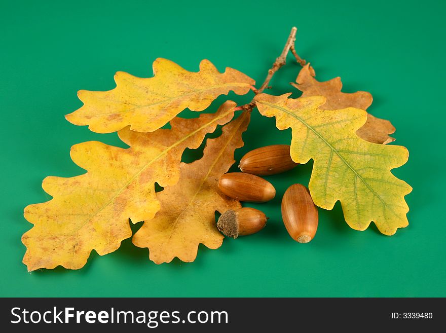 Autumn oak branch  and acorns on a green background. Autumn oak branch  and acorns on a green background