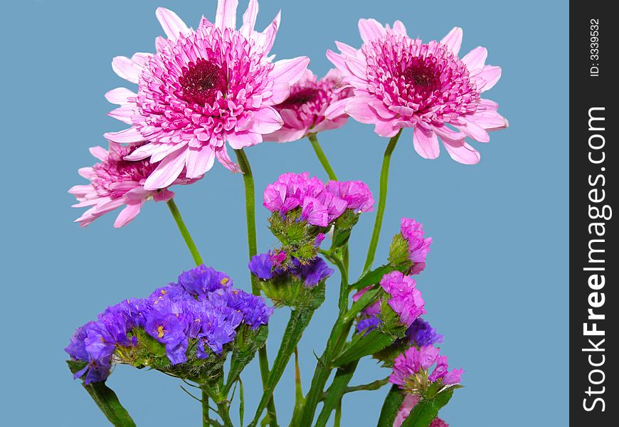 Isolated flowers against blue background. Isolated flowers against blue background