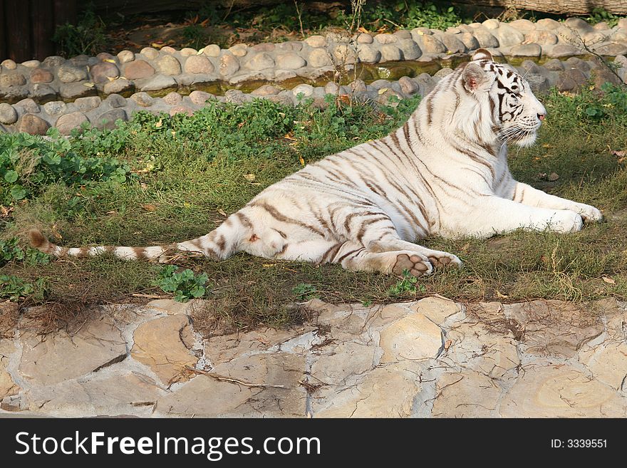 The white tiger lays on a grass. Zoo. The white tiger lays on a grass. Zoo.